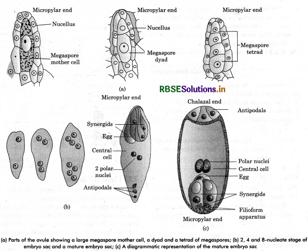 RBSE Class 12 Biology Important Questions Chapter 2 Sexual Reproduction in Flowering Plants 32