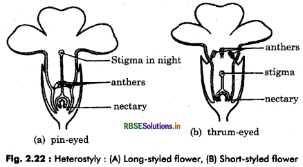 RBSE Class 12 Biology Important Questions Chapter 2 Sexual Reproduction in Flowering Plants 34