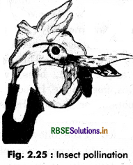 RBSE Class 12 Biology Important Questions Chapter 2 Sexual Reproduction in Flowering Plants 36