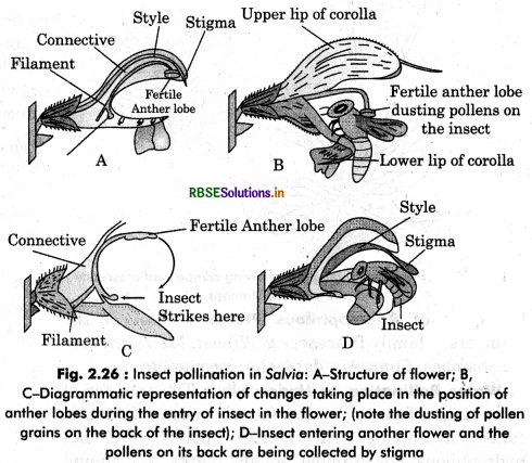 RBSE Class 12 Biology Important Questions Chapter 2 Sexual Reproduction in Flowering Plants 38