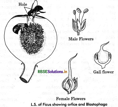 RBSE Class 12 Biology Important Questions Chapter 2 Sexual Reproduction in Flowering Plants 39