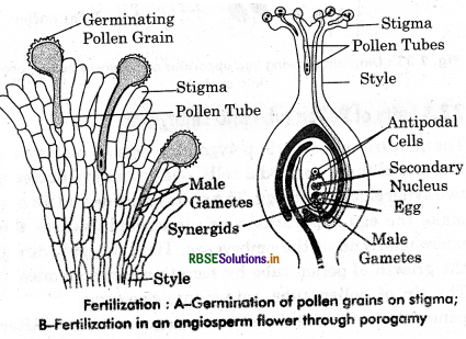 RBSE Class 12 Biology Important Questions Chapter 2 Sexual Reproduction in Flowering Plants 40