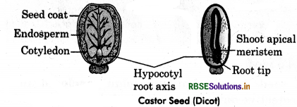RBSE Class 12 Biology Important Questions Chapter 2 Sexual Reproduction in Flowering Plants 45