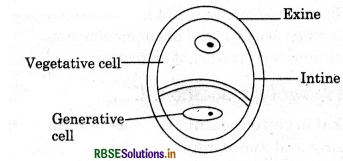 RBSE Class 12 Biology Important Questions Chapter 2 Sexual Reproduction in Flowering Plants 6