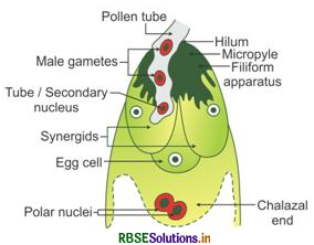 RBSE Class 12 Biology Important Questions Chapter 2 Sexual Reproduction in Flowering Plants 42