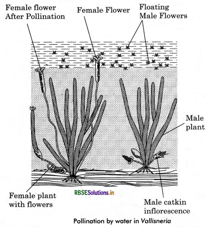 RBSE Class 12 Biology Important Questions Chapter 2 Sexual Reproduction in Flowering Plants 5