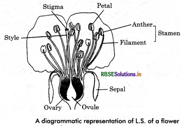 RBSE Class 12 Biology Important Questions Chapter 2 Sexual Reproduction in Flowering Plants 9