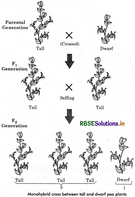 RBSE Class 12 Biology Important Questions Chapter 5 Principles of Inheritance and Variation 10