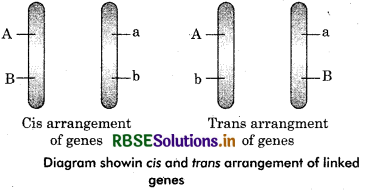 RBSE Class 12 Biology Important Questions Chapter 5 Principles of Inheritance and Variation 14