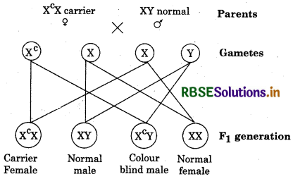 RBSE Class 12 Biology Important Questions Chapter 5 Principles of Inheritance and Variation 2