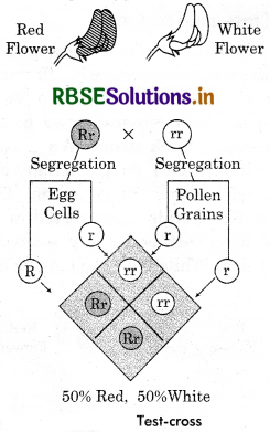 RBSE Class 12 Biology Important Questions Chapter 5 Principles of Inheritance and Variation 7