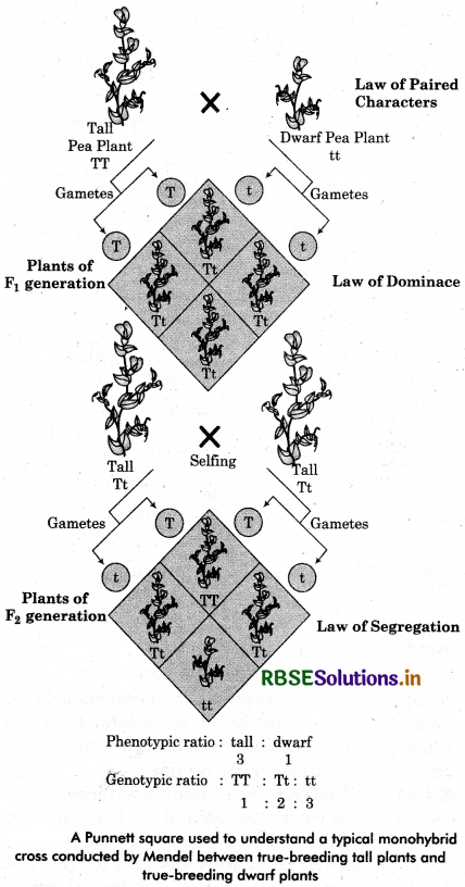 RBSE Class 12 Biology Important Questions Chapter 5 Principles of Inheritance and Variation 9