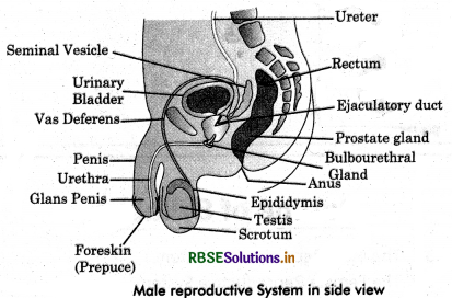 RBSE Class 12 Biology Important Questions Chapter 3 Human Reproduction 11