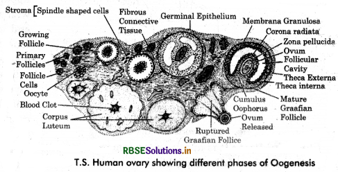 RBSE Class 12 Biology Important Questions Chapter 3 Human Reproduction 12