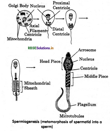 RBSE Class 12 Biology Important Questions Chapter 3 Human Reproduction 4