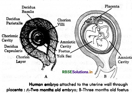 RBSE Class 12 Biology Important Questions Chapter 3 Human Reproduction 8