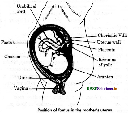 RBSE Class 12 Biology Important Questions Chapter 3 Human Reproduction 9