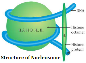 RBSE Class 12 Biology Important Questions Chapter 6 Molecular Basis of Inheritance 1