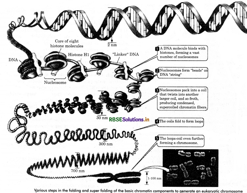 RBSE Class 12 Biology Important Questions Chapter 6 Molecular Basis of Inheritance 10