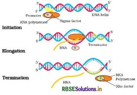 RBSE Class 12 Biology Important Questions Chapter 6 Molecular Basis of Inheritance 13