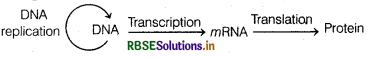 RBSE Class 12 Biology Important Questions Chapter 6 Molecular Basis of Inheritance 2