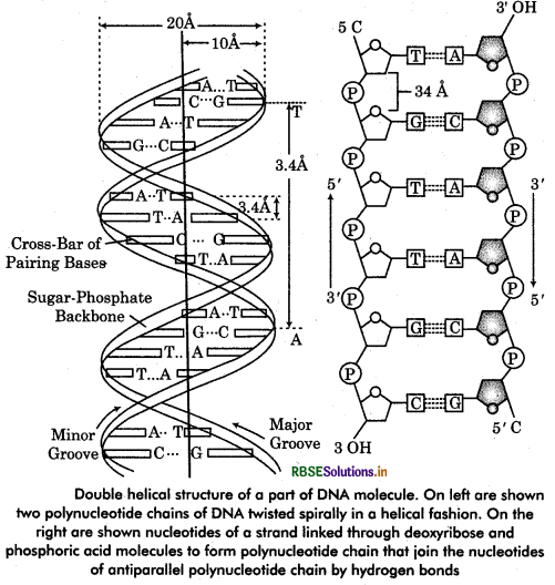 RBSE Class 12 Biology Important Questions Chapter 6 Molecular Basis of Inheritance 4