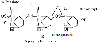 RBSE Class 12 Biology Important Questions Chapter 6 Molecular Basis of Inheritance 5