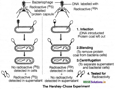 RBSE Class 12 Biology Important Questions Chapter 6 Molecular Basis of Inheritance 7