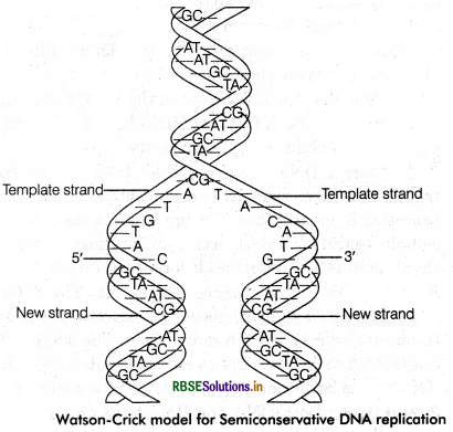 RBSE Class 12 Biology Important Questions Chapter 6 Molecular Basis of Inheritance 6