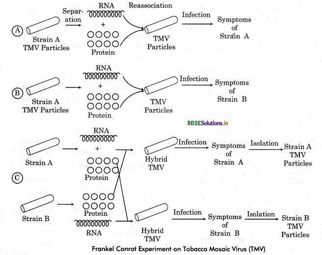 RBSE Class 12 Biology Important Questions Chapter 6 Molecular Basis of Inheritance 8