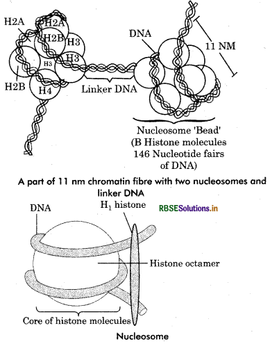 RBSE Class 12 Biology Important Questions Chapter 6 Molecular Basis of Inheritance 9