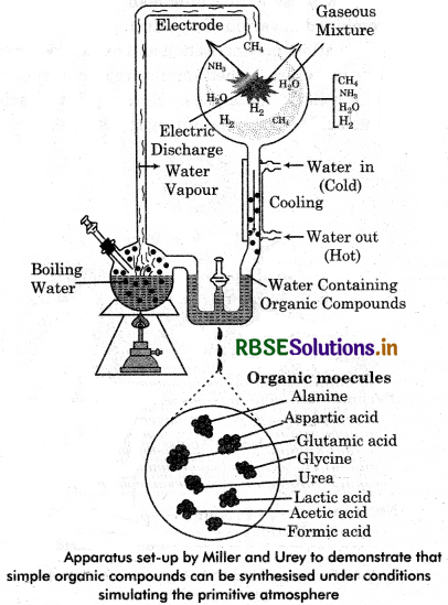 RBSE Class 12 Biology Important Questions Chapter 7 Evolution 12