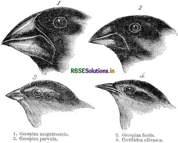 RBSE Class 12 Biology Important Questions Chapter 7 Evolution 6