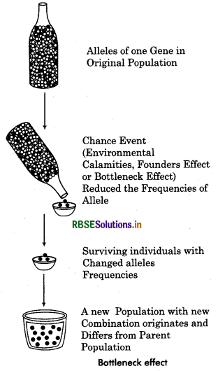 RBSE Class 12 Biology Important Questions Chapter 7 Evolution 8