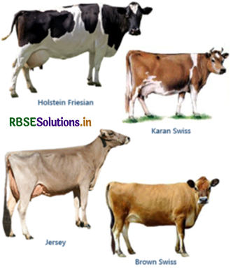 RBSE Class 12 Biology Important Questions Chapter 9 Strategies for  Enhancement in Food Production
