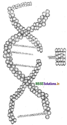 RBSE Class 12 Biology Important Questions Chapter 11 Biotechnology : Principles and Processes 10
