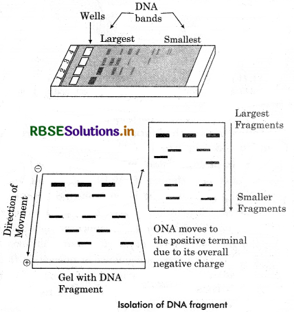 RBSE Class 12 Biology Important Questions Chapter 11 Biotechnology : Principles and Processes 11