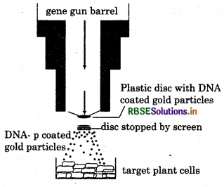 RBSE Class 12 Biology Important Questions Chapter 11 Biotechnology : Principles and Processes 14
