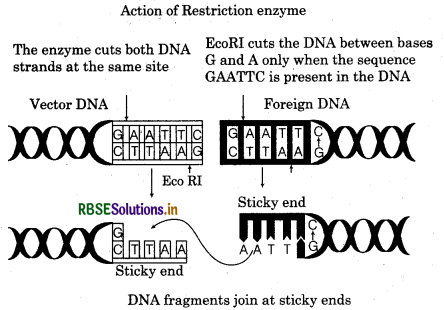 RBSE Class 12 Biology Important Questions Chapter 11 Biotechnology : Principles and Processes 4