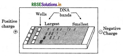 RBSE Class 12 Biology Important Questions Chapter 11 Biotechnology : Principles and Processes 6
