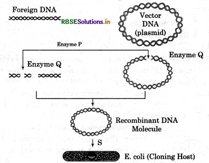 RBSE Class 12 Biology Important Questions Chapter 11 Biotechnology : Principles and Processes 7