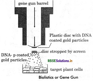 RBSE Class 12 Biology Important Questions Chapter 11 Biotechnology : Principles and Processes 8