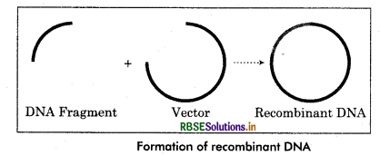 RBSE Class 12 Biology Important Questions Chapter 11 Biotechnology : Principles and Processes 9