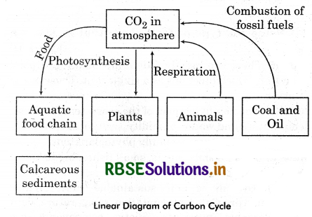 RBSE Class 12 Biology Important Questions Chapter 14 Ecosystem 1