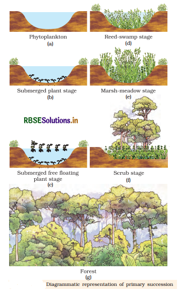 RBSE Class 12 Biology Important Questions Chapter 14 Ecosystem 11