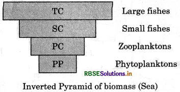 RBSE Class 12 Biology Important Questions Chapter 14 Ecosystem 13