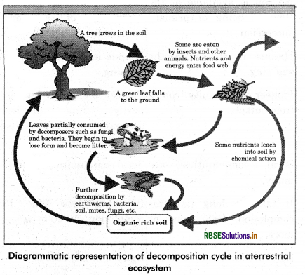 RBSE Class 12 Biology Important Questions Chapter 14 Ecosystem 2