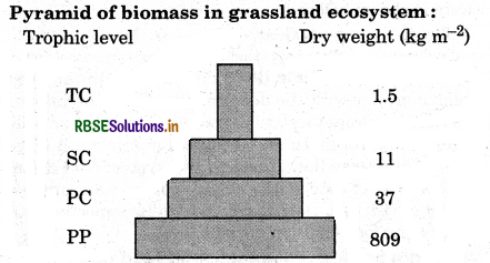 RBSE Class 12 Biology Important Questions Chapter 14 Ecosystem 8