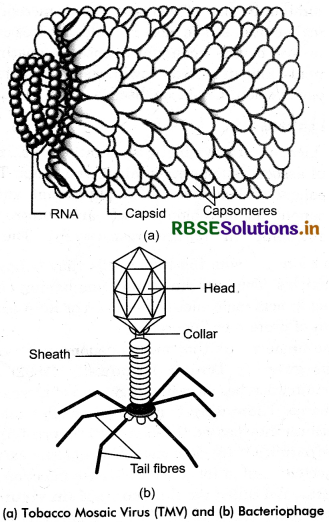 RBSE Solutions for Class 11 Biology Chapter 2 Biological Classification 2