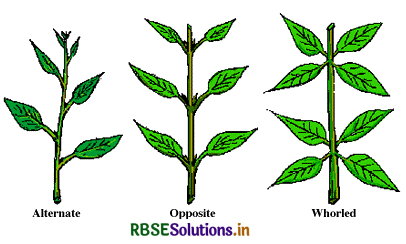 RBSE Solutions for Class 11 Biology Chapter 5 Morphology of Flowering Plants 1